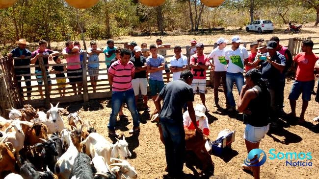 criação de caprinos e ovinos