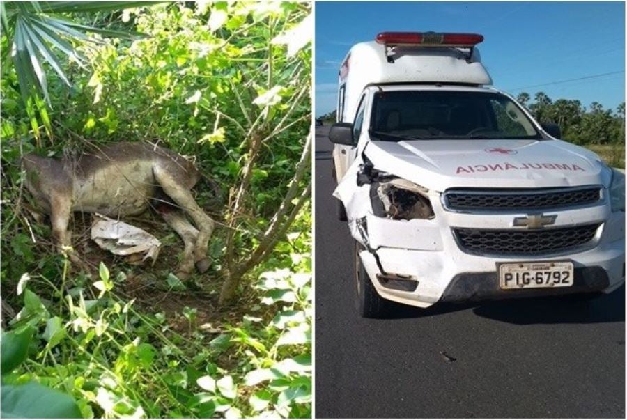 ambulância animal pacientes litoral