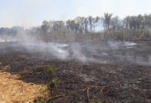 incêndio canavial chachaça lira Amarante