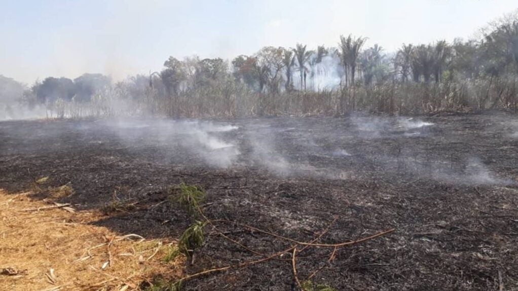 Canavial da Cachaça Lira é destruído em incêndio; empresário faz apelo