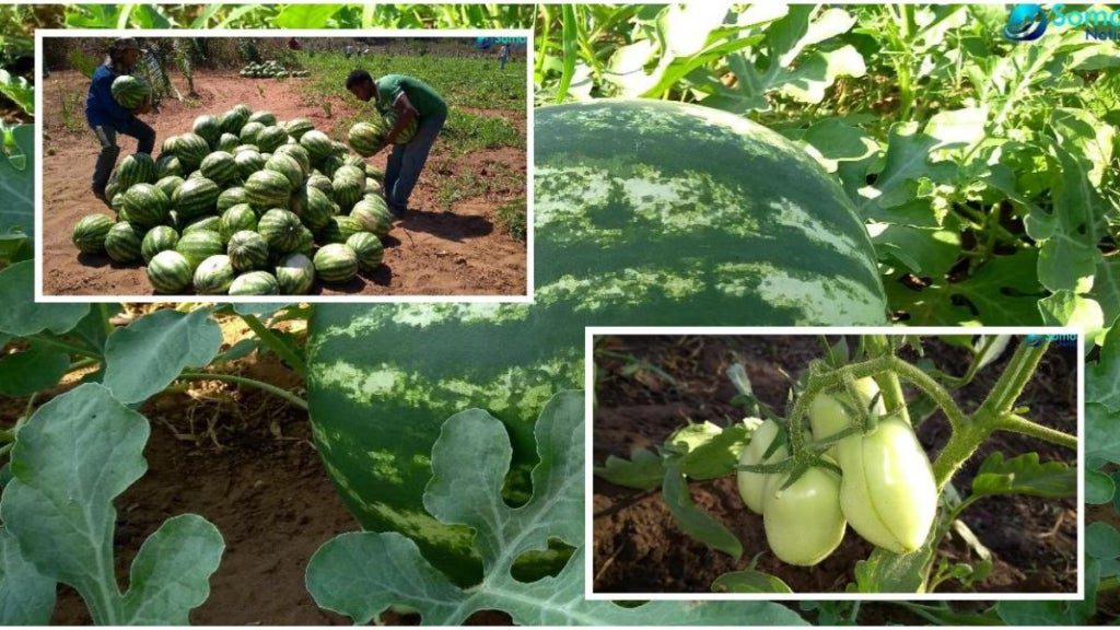 Agricultor de Amarante tem projeto pioneiro em produção de melancias e tomates