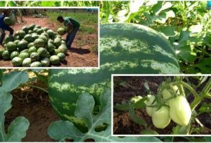 Agricultor de Amarante tem projeto pioneiro em produção de melancias e tomates