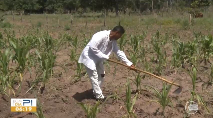 agricultores floriano chuvas