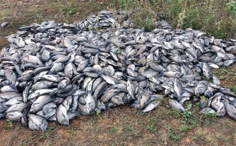 morte de mais de 10 mil peixes em barragem no Piauí