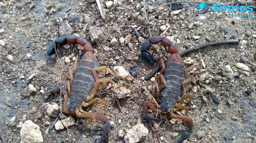 escorpiões encontrados na Chapada dos Marcos em Amarante