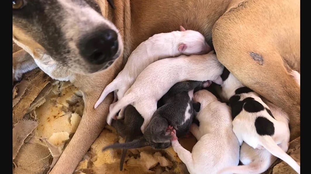 morte de sete filhotes de cães que foram queimados vivos em picos