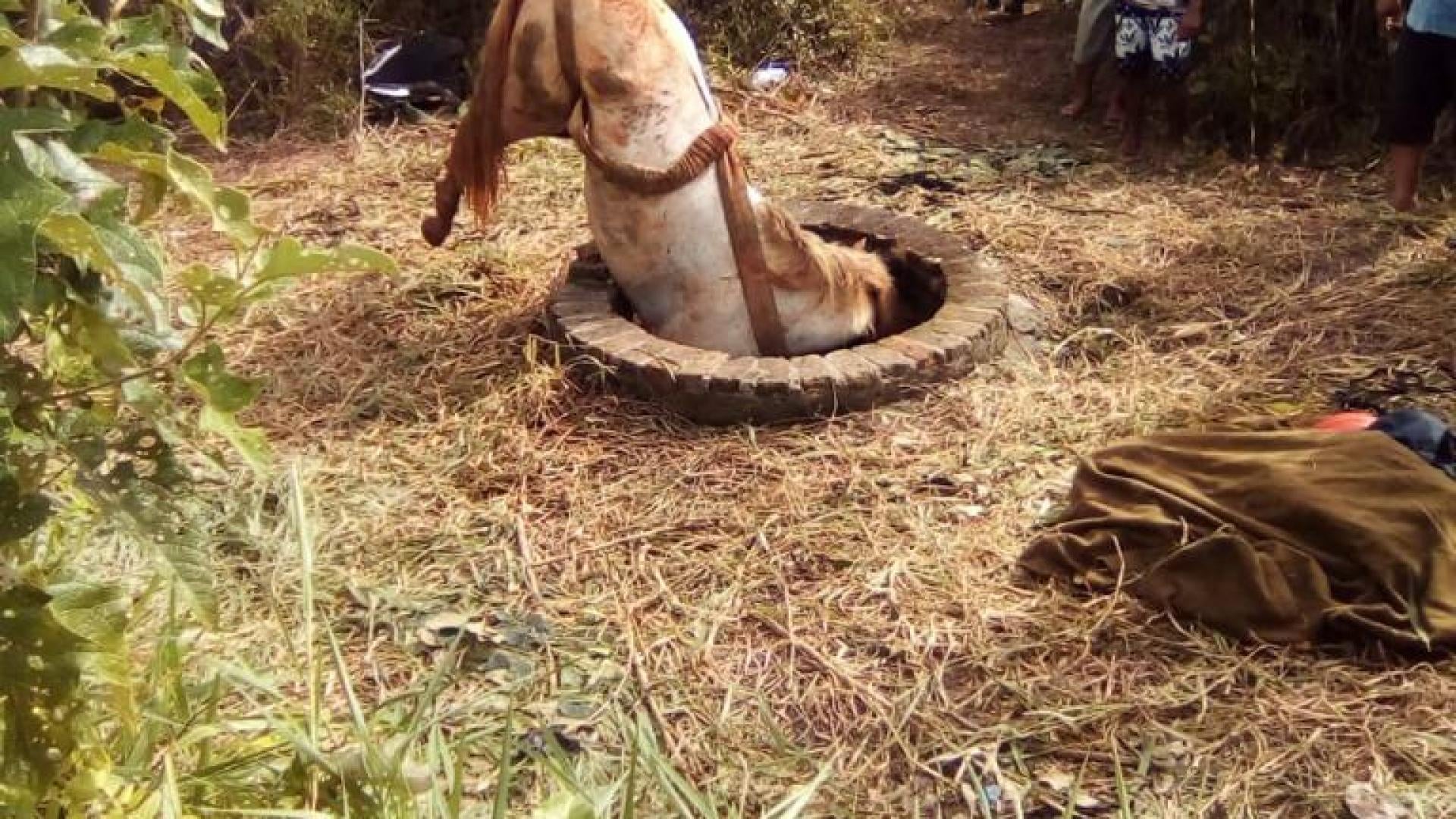 homem e cavalo em poço bombeiros da bahia