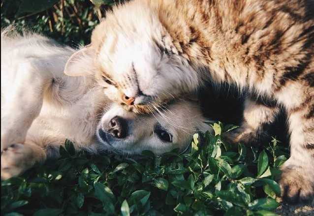 pena a quem maltrata cães e gatos