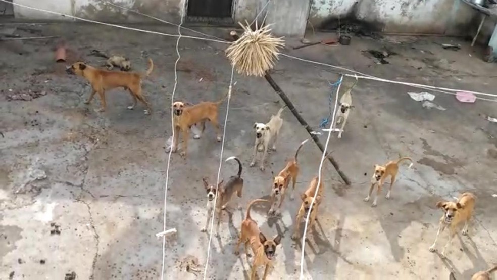 Situação dos cães choca a equipe
