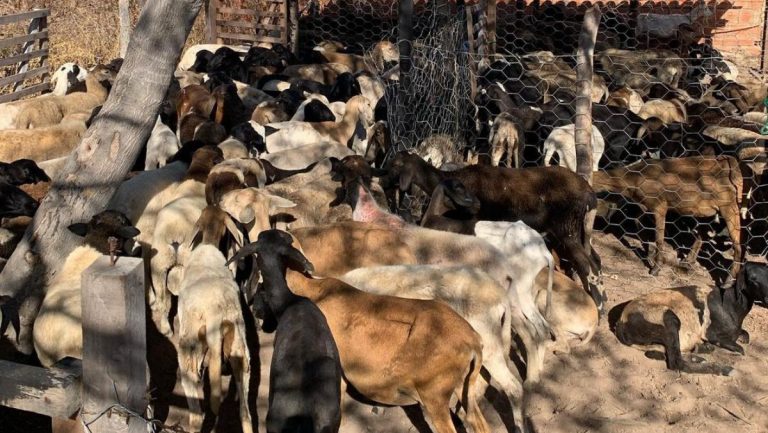 Emater beneficia mais de 200 famílias em cidade do PI com entrega de matrizes e reprodutores de ovinos e caprinos