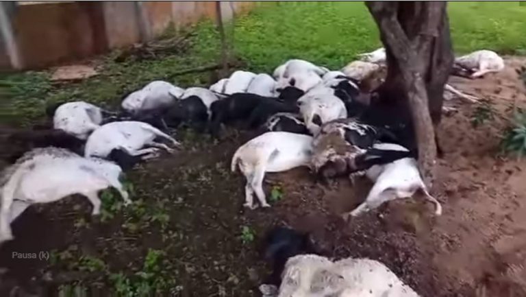 Em fazenda no Piauí, raio atinge árvore matando 32 ovelhas durante chuva