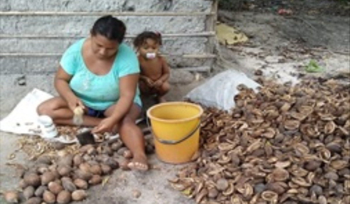 quebradeiras de coco receberão título de terras