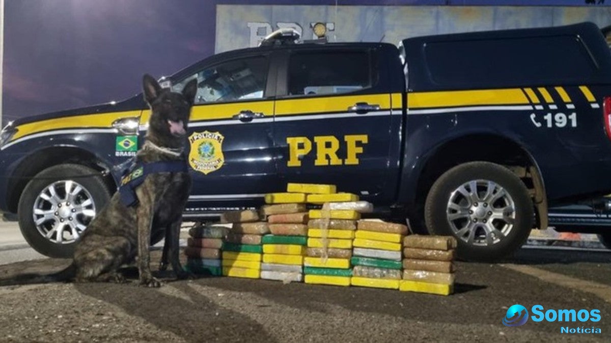 cão farejador cocaina caminhonete