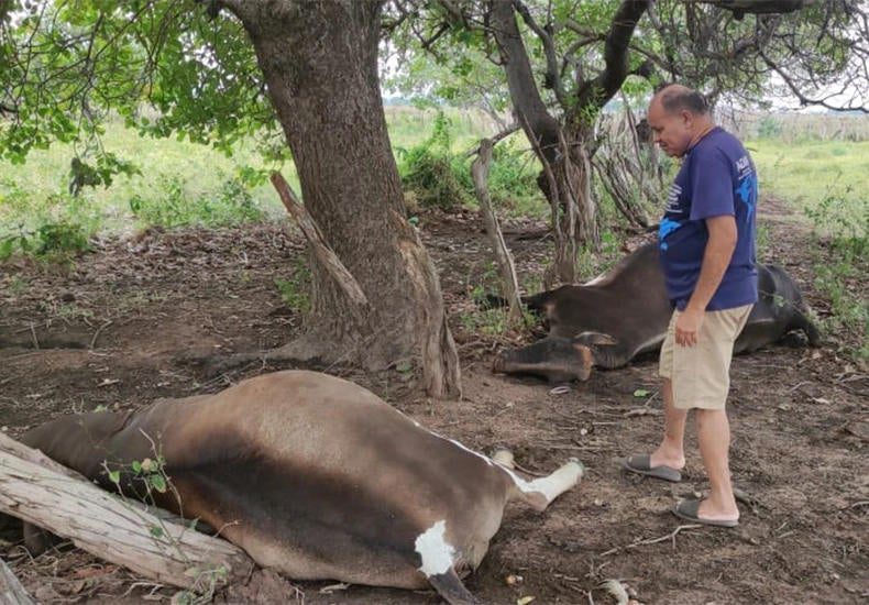 Raios deixam 38 vacas mortas durante forte chuva no Piauí durante a madrugada