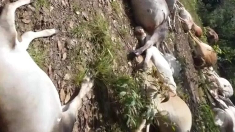 Queda de raio em fazenda na zona rural de Agricolândia deixa mais de 50 animais mortos