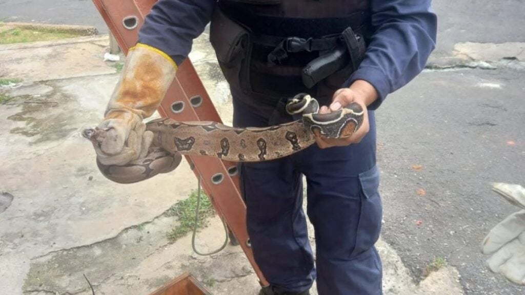 Polícia Ambiental faz seis capturas de jiboias em residências em apenas 24h em Teresina