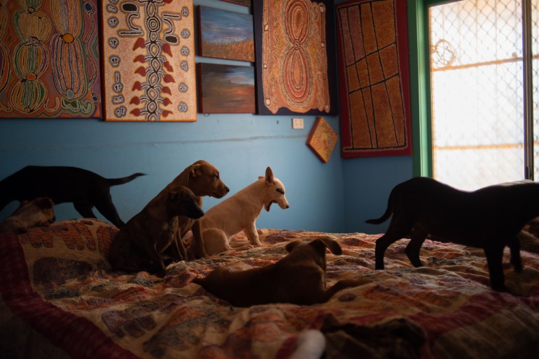 Algumas das dezenas de cachorros que Gloria Morales cuida em sua casa em Yuendumu estão se movimentando ou descansando em sua cama.