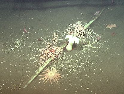 Fauna marinha colonizando um cabo de fibra submarino de 3,2 centímetros de diâmetro em Half Moon Bay.  Imagem distribuída por cientistas do Monterey Bay Aquarium Research Institute.