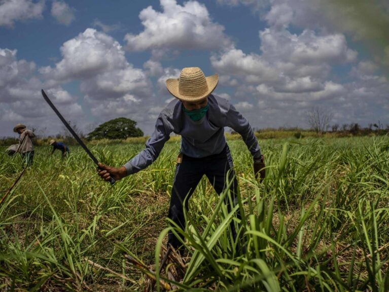 Como a indústria açucareira de Cuba foi transformada em pó