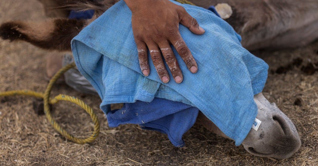 Conheça os veterinários itinerantes que cuidam dos cavalos rurais do México