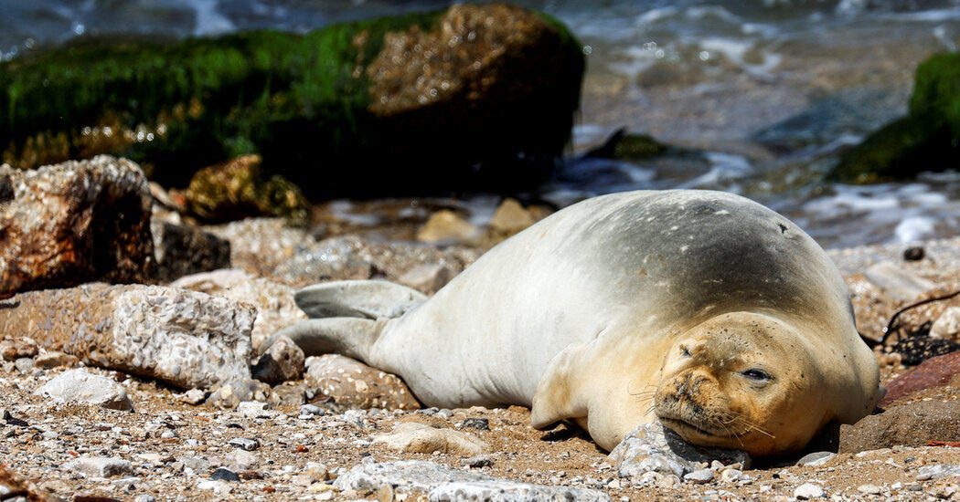 Foguetes enviaram israelenses correndo da praia.  Um selo raro os trouxe de volta.