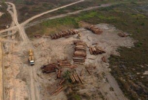 Apesar das promessas globais, a perda de árvores aumentou acentuadamente nas florestas tropicais