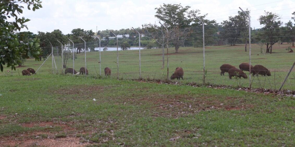 Campinas inicia inventário de capivaras nos parques da cidade