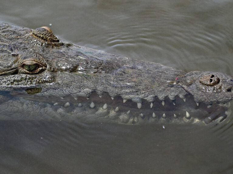 Cientistas registram primeiro 'nascimento virginal' em crocodilo