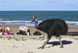 Protegendo o pássaro assassino mais carismático da Austrália