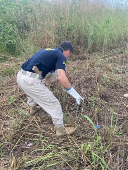 PRF resgata gato-maracajá atropelado na BR 343, em Parnaíba