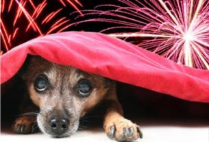 Festas juninas podem gerar uma série de transtornos para os pets