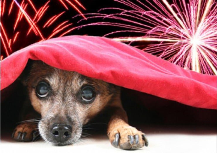 Festas juninas podem gerar uma série de transtornos para os pets