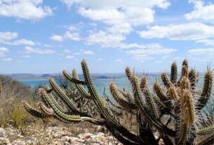 Mudanças climáticas podem gerar perda de espécies na Caatinga