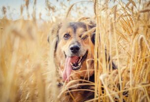 Inclusão de fibras na dieta dos pets melhora o funcionamento do trato digestivo