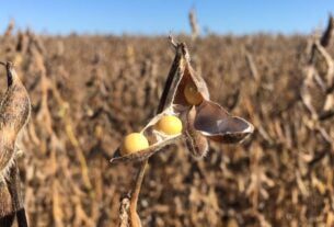 CMN flexibiliza crédito a agricultores de áreas com riscos climáticos