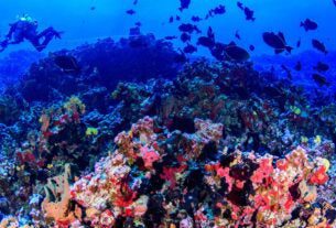 Colinas coralinas na costa capixaba abrigam grande biodiversidade