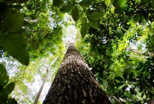 Final de competição sobre mapeamento de biodiversidade será no Brasil