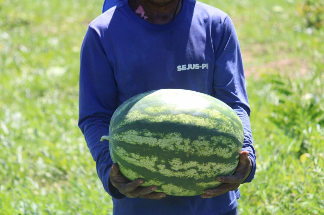 Colheita de melancia na Colônia Agrícola Major César Oliveira