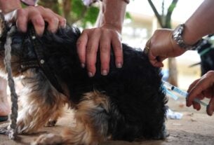 Após 40 anos, capital paulista registra primeiro caso de raiva canina