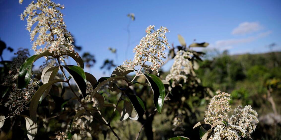 Encontro promove imersão na cultura, sabores e povos do Cerrado