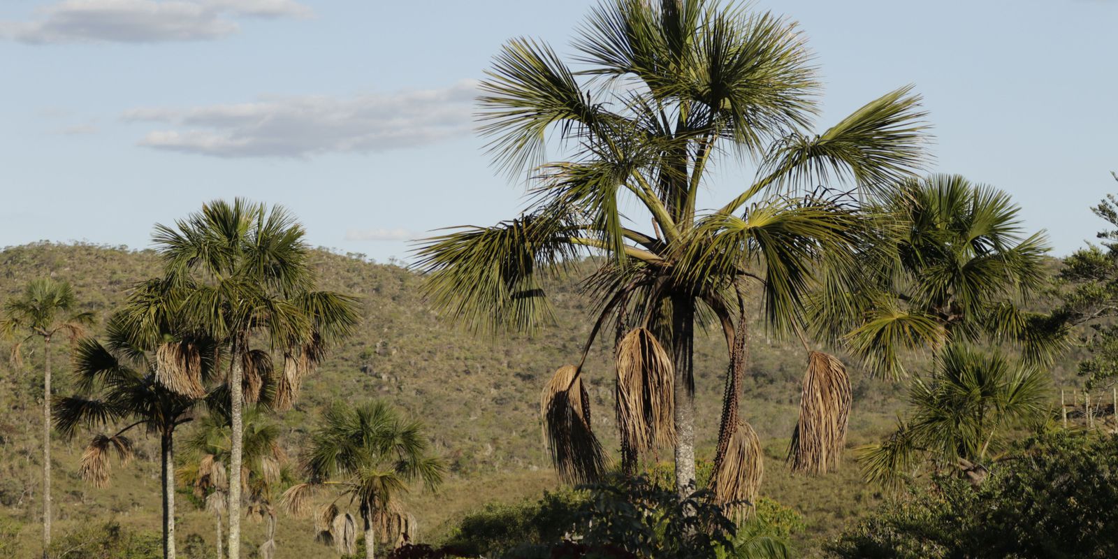 Exemplo de preservação, Quilombo Kalunga mantém nativo 83% do Cerrado
