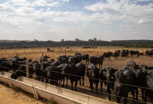 IBGE: pecuária brasileira colecionou recordes em 2022