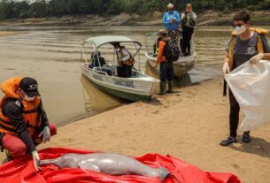 Análises sobre mortes de botos no AM devem sair em até uma semana