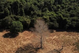 Brasil perde 15% de florestas naturais em quase 40 anos, diz MapBiomas