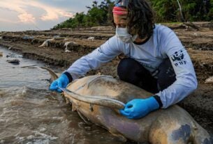 Equipe de busca encontra mais cinco carcaças de botos no Amazonas