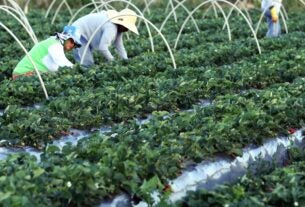 Plataforma do Desenrola renegociará dívidas de agricultores familiares