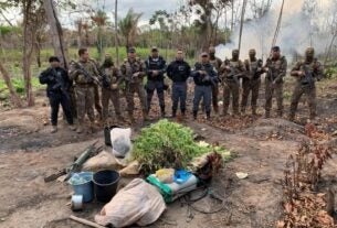 FORÇAS DE SEGURANÇA DESTROEM CERCA DE 5 MIL PÉS DE MACONHA EM PEDRO DO ROSÁRIO