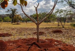 Brasil perde 16% de vegetação herbácea e arbustiva nos últimos 38 anos