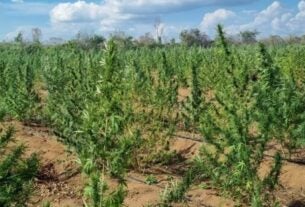 Em parceria com a PF, Centro Tático Aéreo apreende cerca de 750 kg de maconha em Grajaú