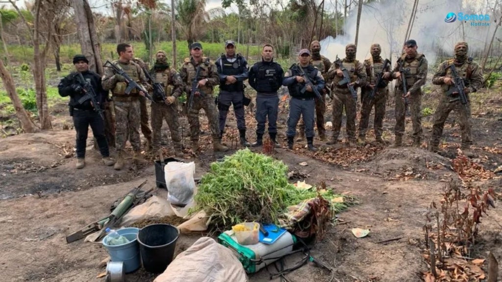 Policiais descobrem plantacao com 600 pes de maconha em area sob controle de traficantes no MA